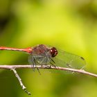 Blutrote Heidelibelle m.  ( Sympetrum sanguineum ) 