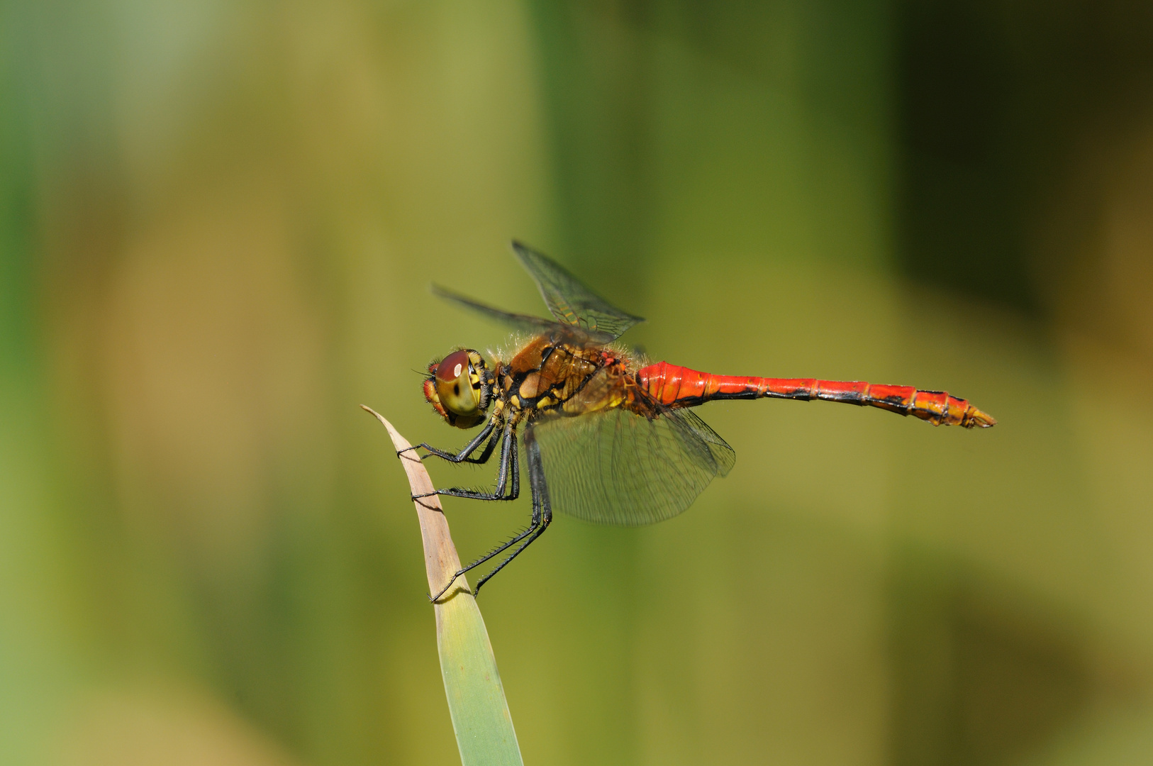 Blutrote Heidelibelle Männchen