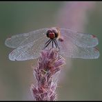 Blutrote Heidelibelle (Männchen),