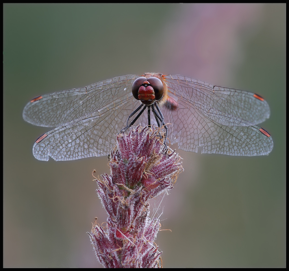 Blutrote Heidelibelle (Männchen),