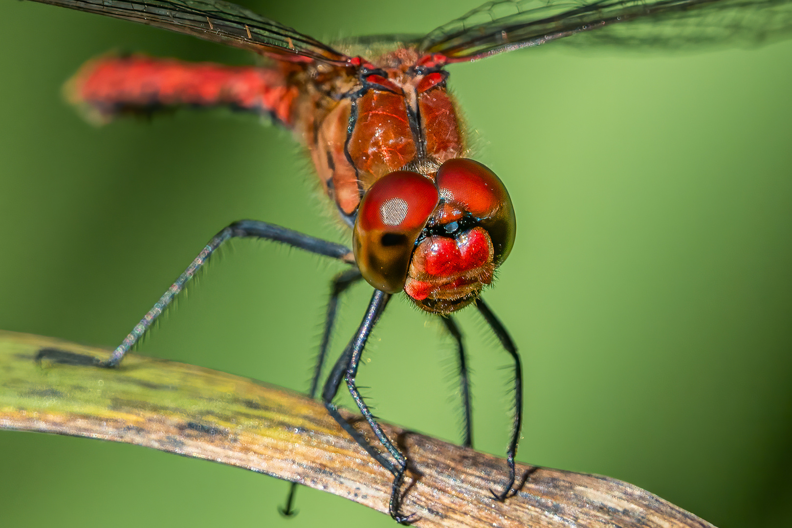 Blutrote Heidelibelle (Männchen)