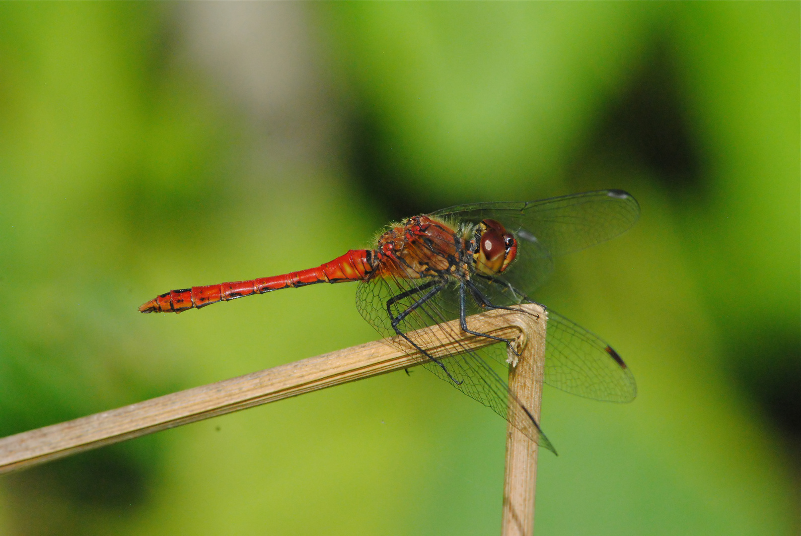 Blutrote Heidelibelle, Männchen