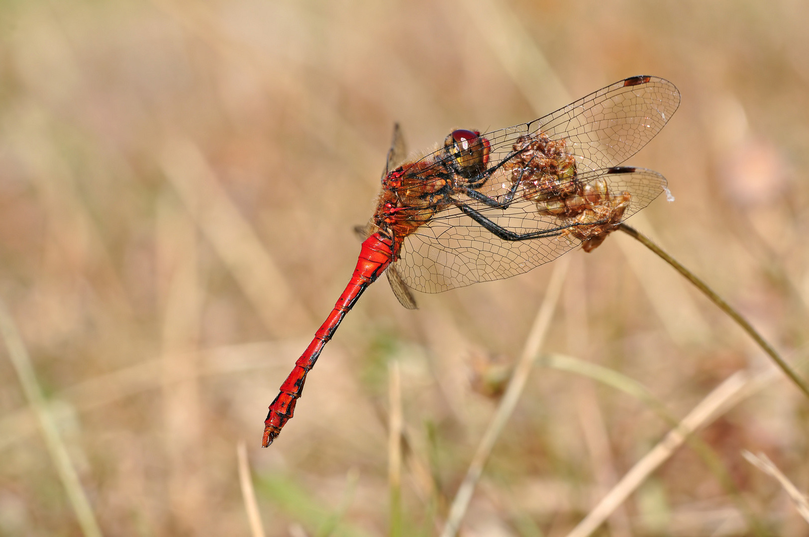 Blutrote Heidelibelle (Männchen)