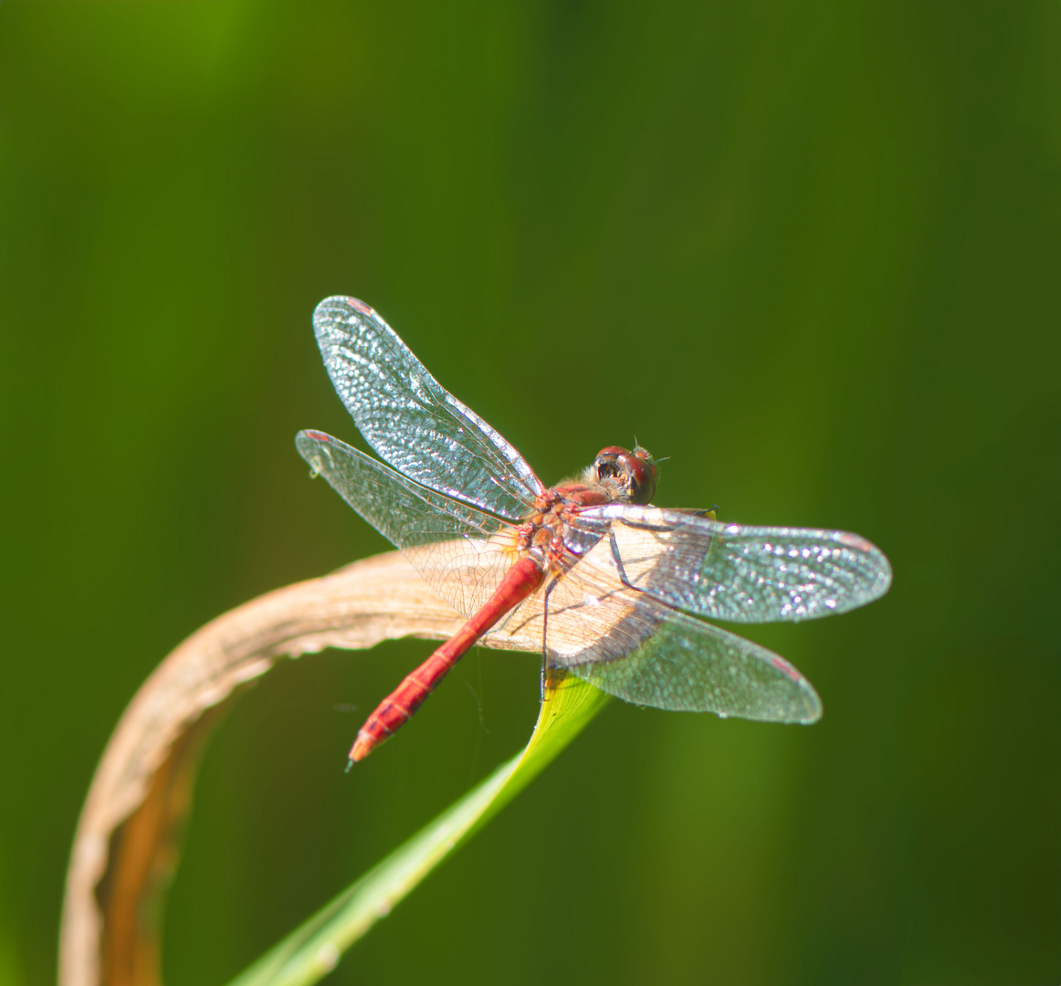 Blutrote Heidelibelle ( Männchen )