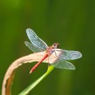 Blutrote Heidelibelle ( Männchen )