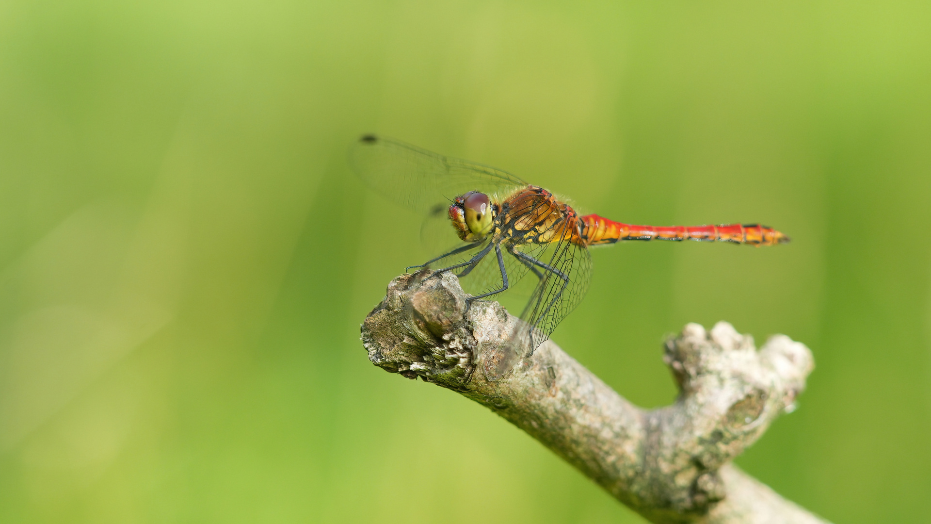 Blutrote Heidelibelle Männchen