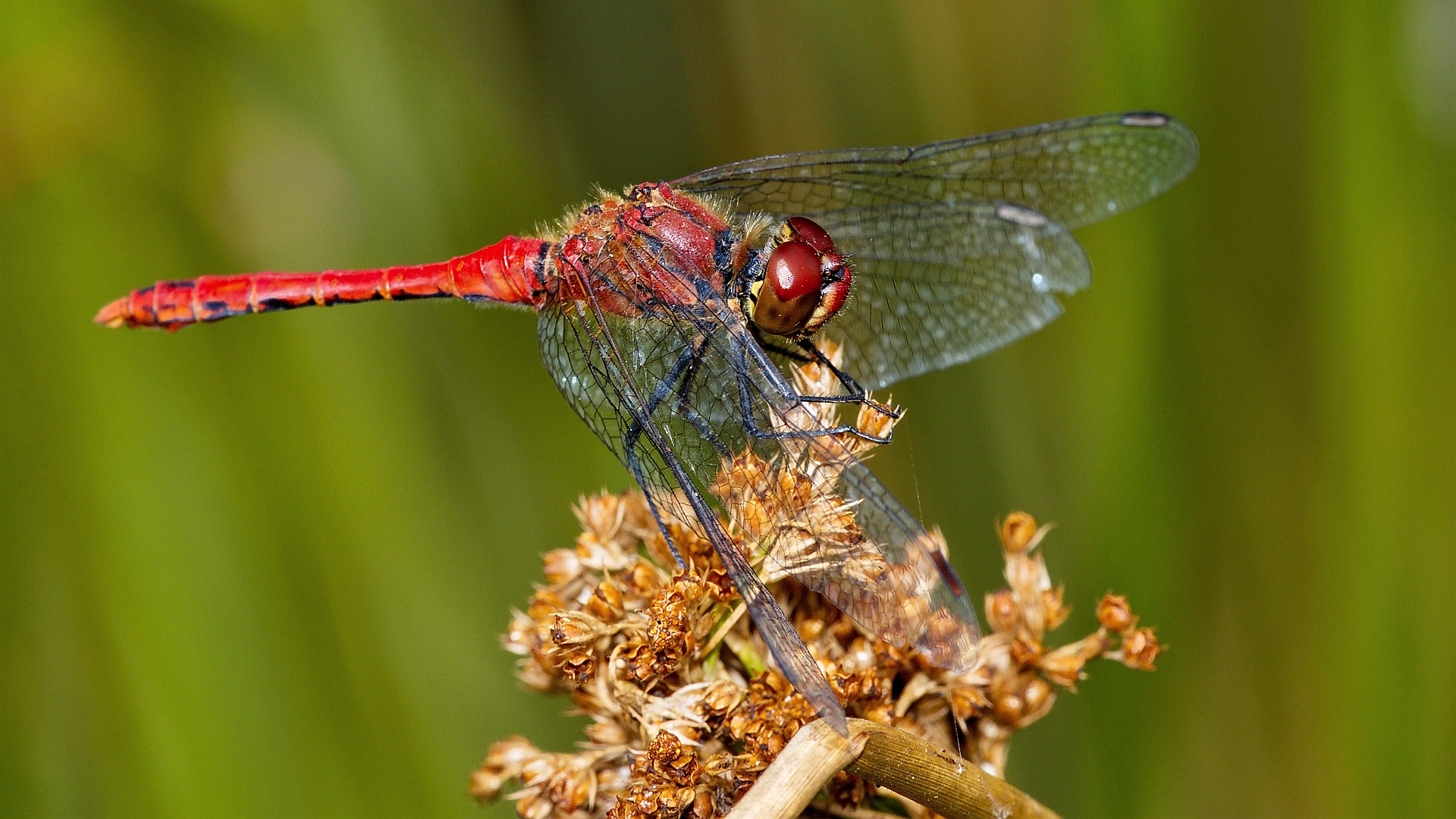 Blutrote Heidelibelle, Männchen 