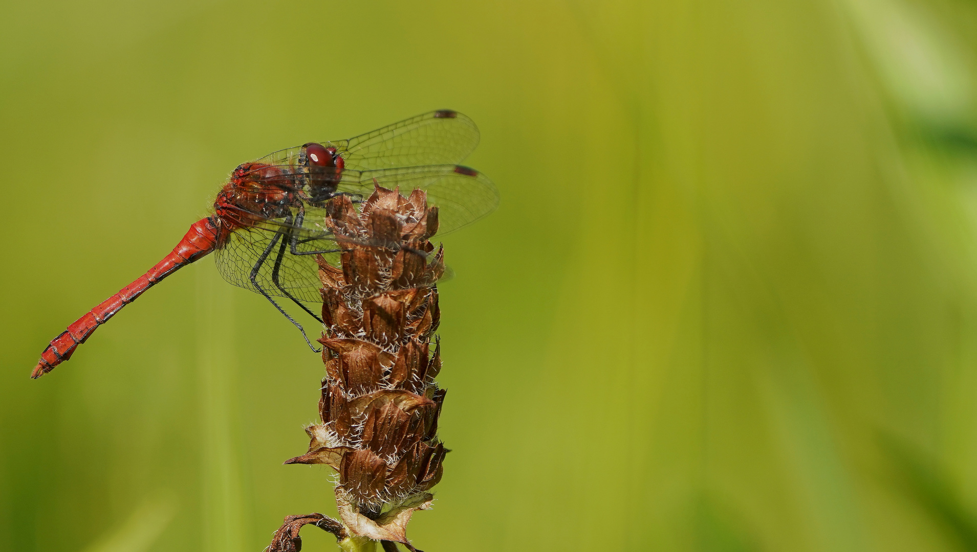 Blutrote Heidelibelle Männchen.