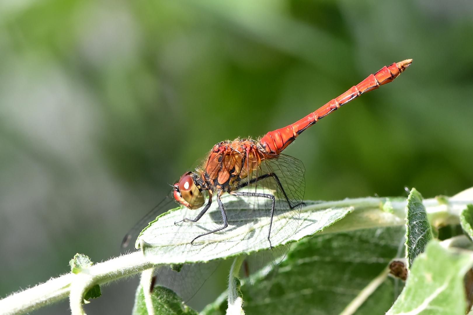 Blutrote Heidelibelle Männchen ausgefärbt