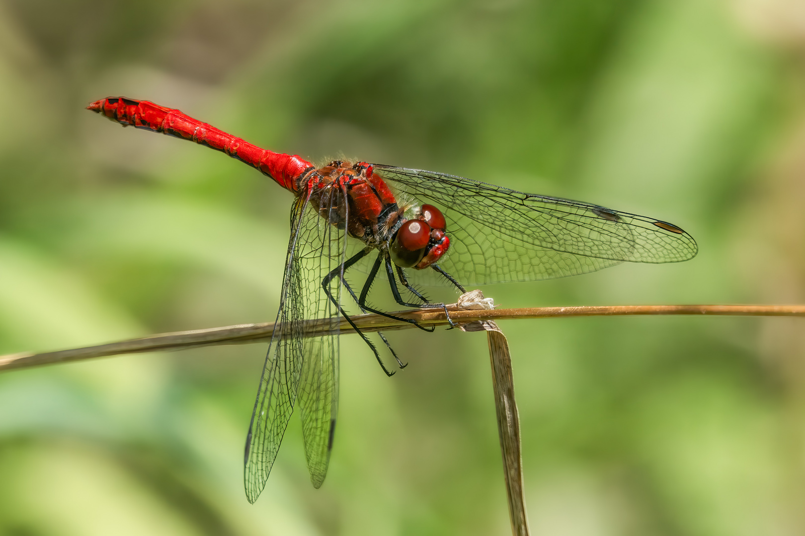 Blutrote Heidelibelle (Männchen)