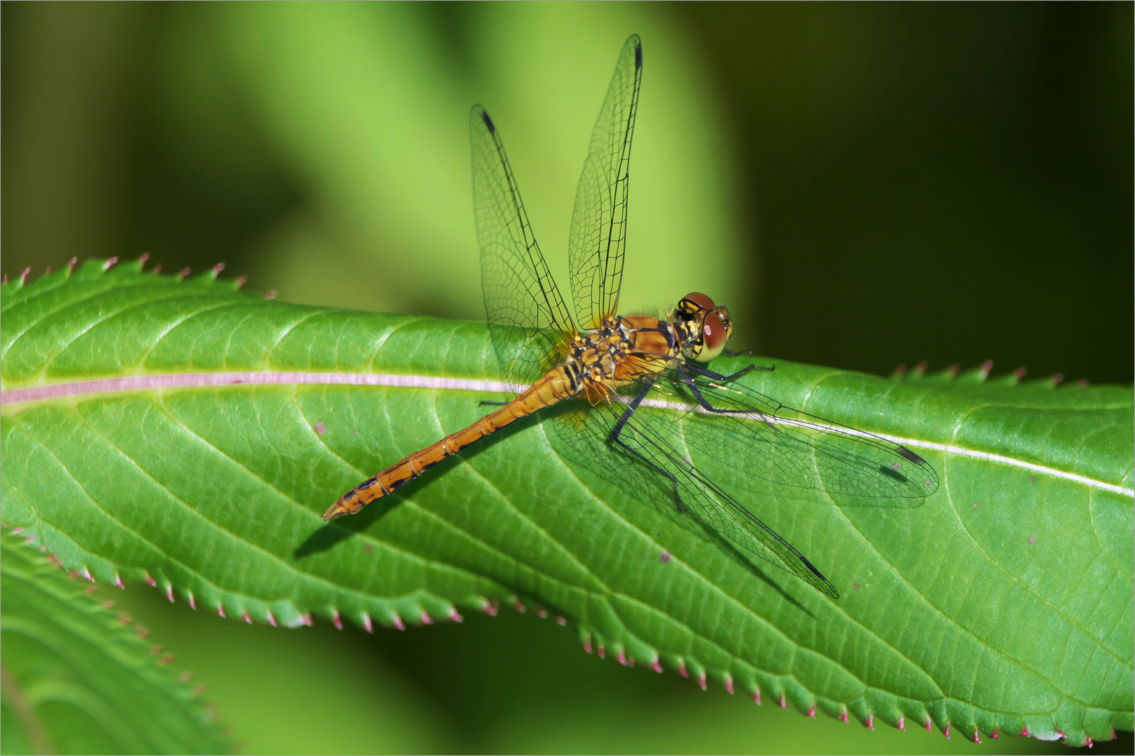 Blutrote Heidelibelle Männchen 