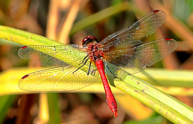 Blutrote Heidelibelle (Männchen)