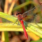 Blutrote Heidelibelle (Männchen)