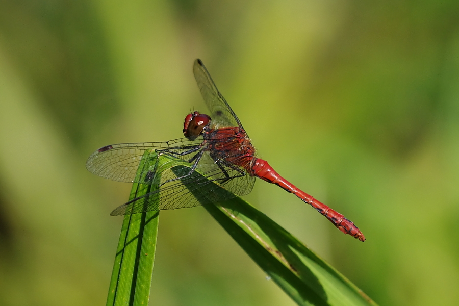 Blutrote Heidelibelle (Männchen)