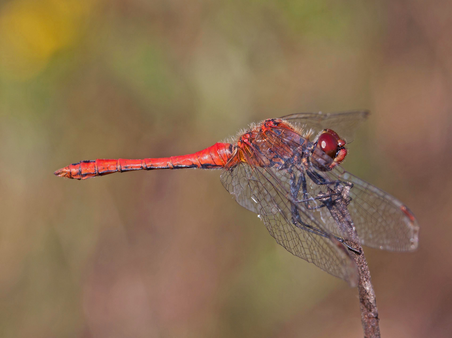 Blutrote Heidelibelle Männchen