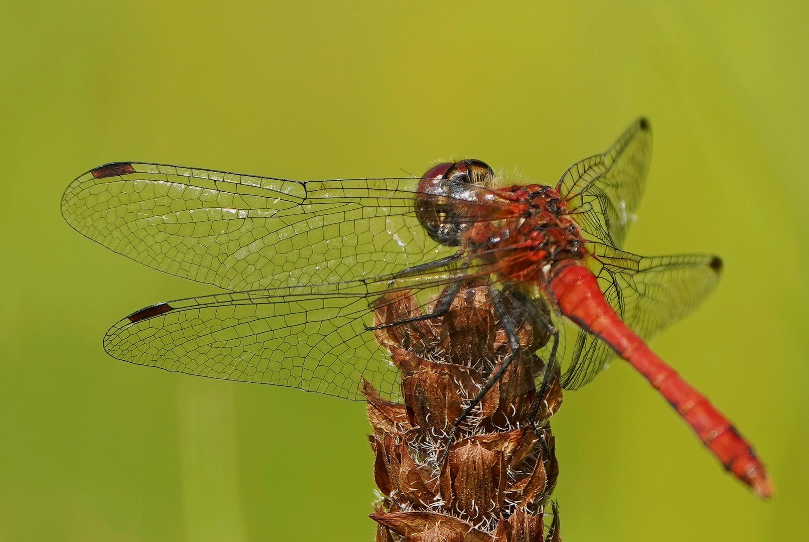 Blutrote Heidelibelle Männchen.