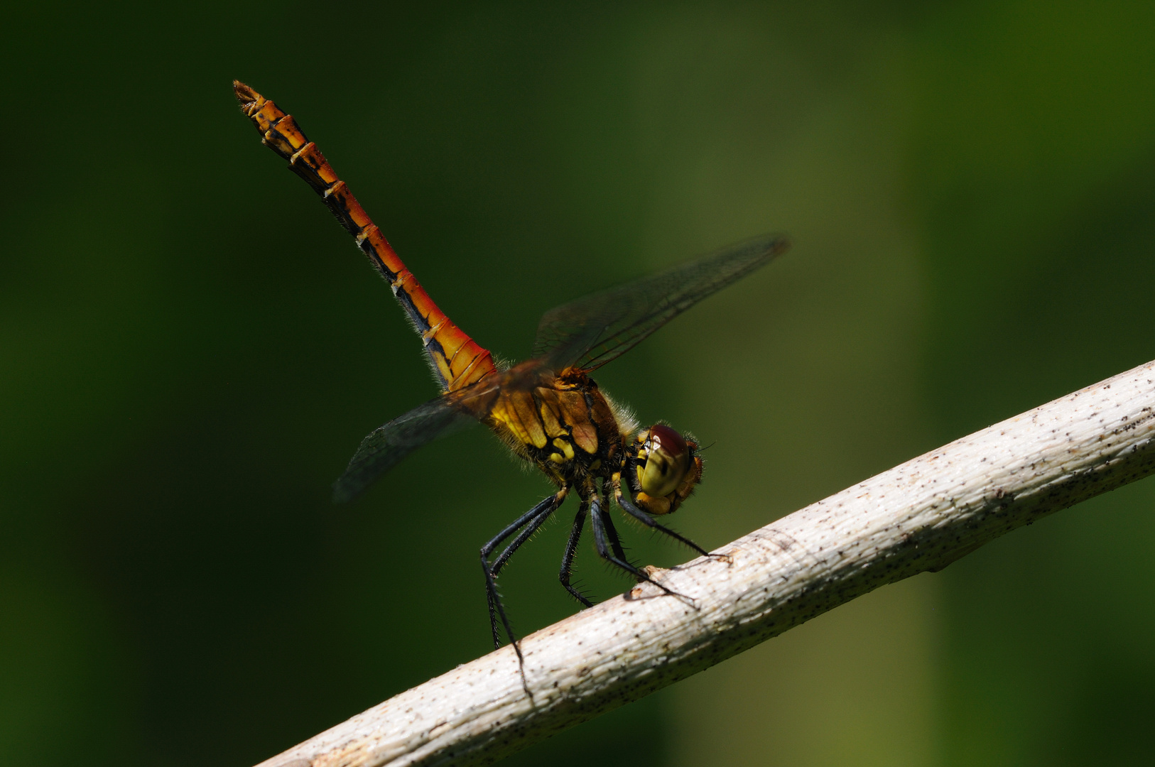 Blutrote Heidelibelle Männchen Obeliskenstellung