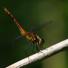 Blutrote Heidelibelle Männchen Obeliskenstellung