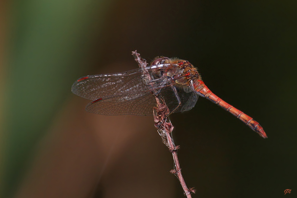 Blutrote Heidelibelle (Männchen) Sympetrum sanguineum