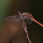 Blutrote Heidelibelle (Männchen) Sympetrum sanguineum