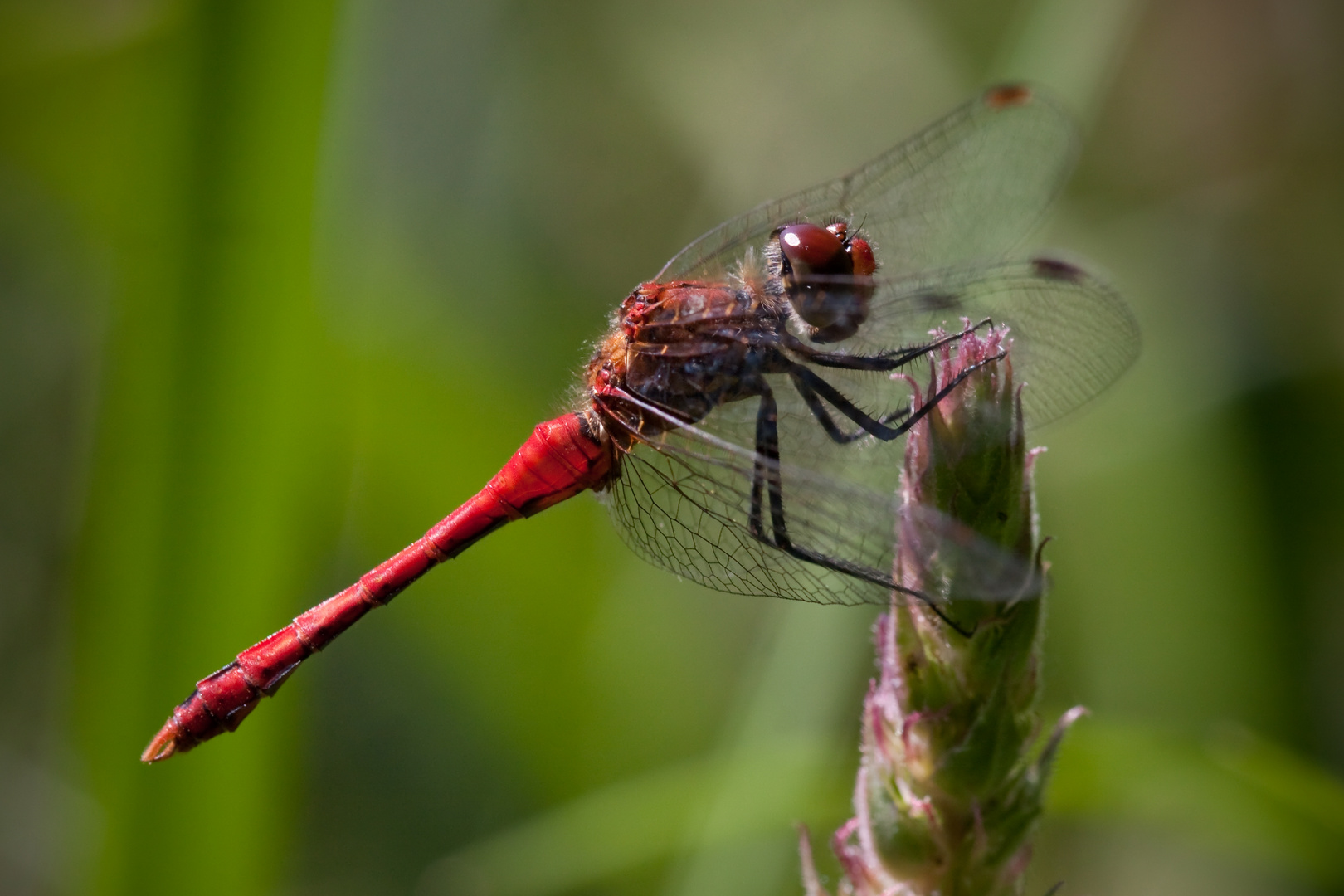 blutrote heidelibelle (männl.)