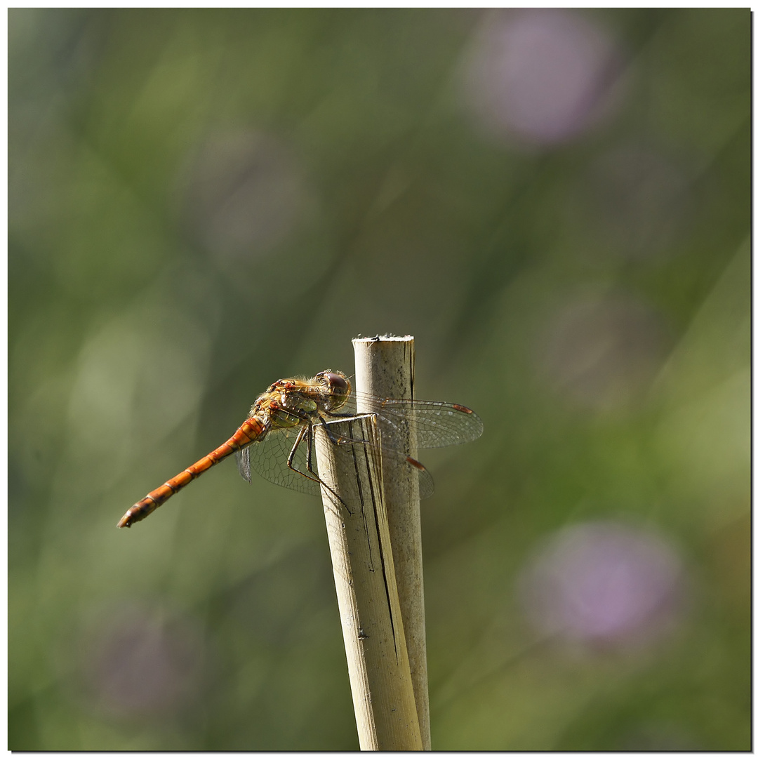 Blutrote Heidelibelle (männlich)