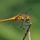 Blutrote Heidelibelle – mit Laubfroschpausen