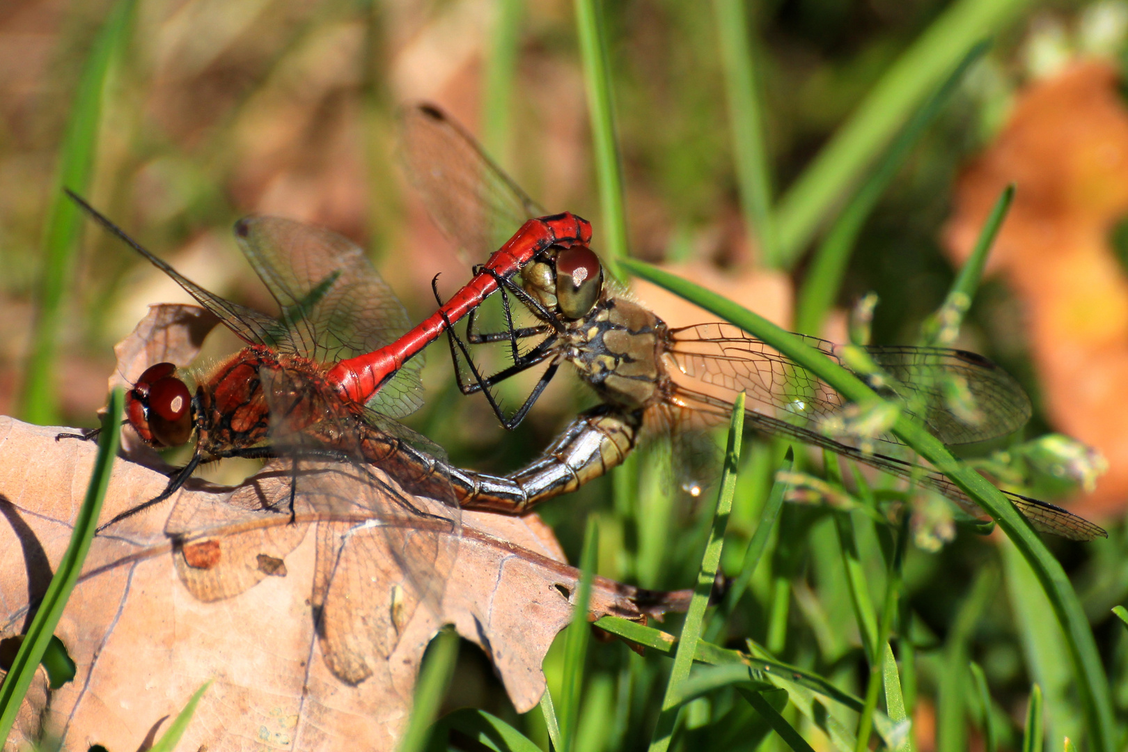 Blutrote Heidelibelle (Paarung)