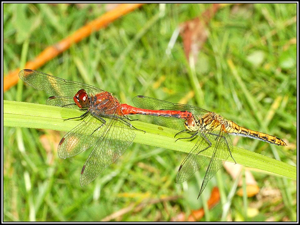 Blutrote Heidelibelle Paarung- Sympetrum sanguineum