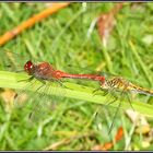 Blutrote Heidelibelle Paarung- Sympetrum sanguineum