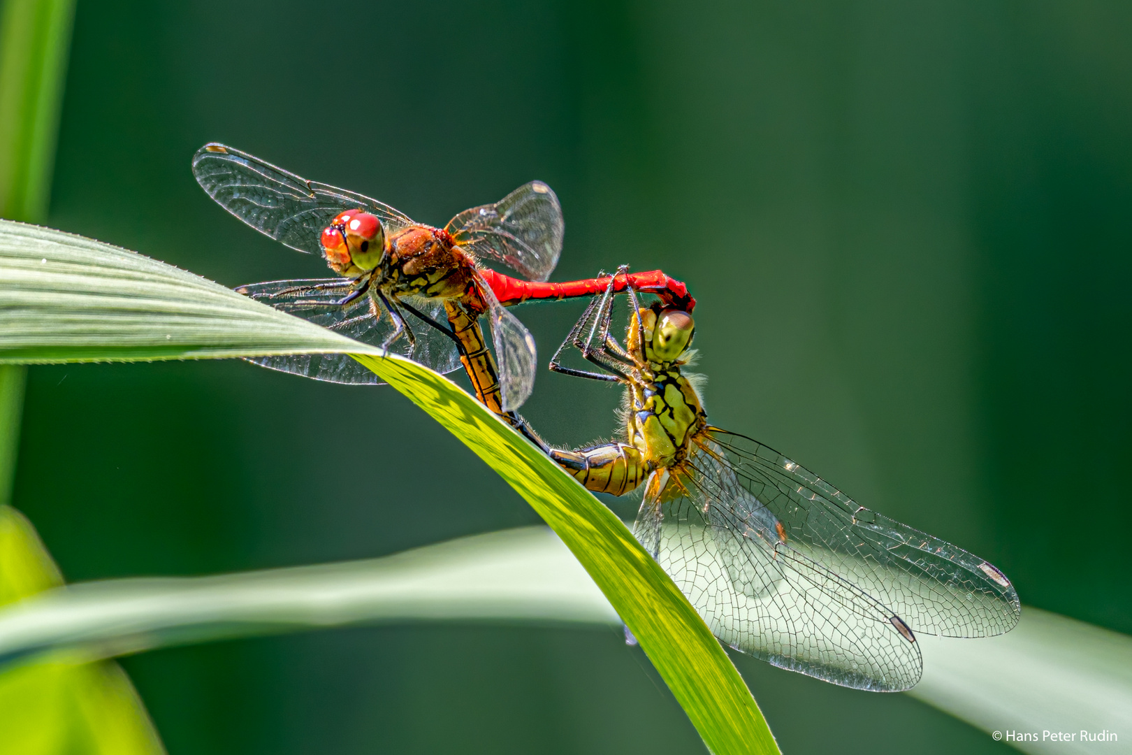 Blutrote Heidelibelle – Paarungsrad