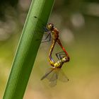 Blutrote Heidelibelle Paarungsrad