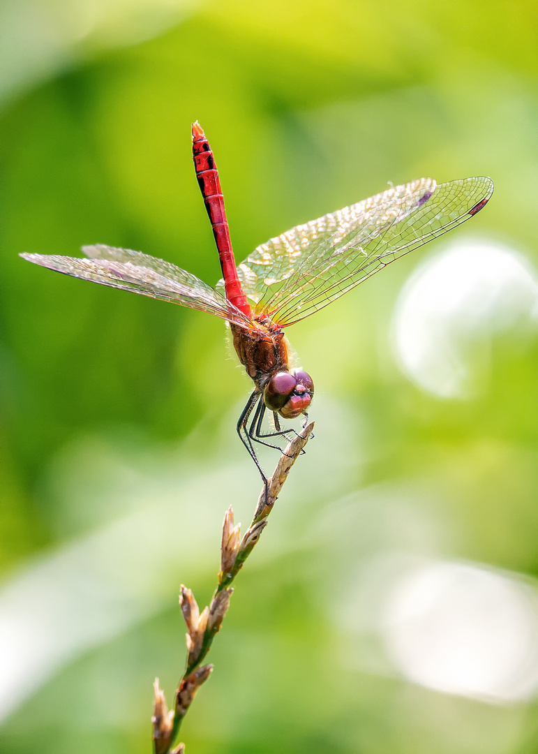 Blutrote Heidelibelle Sommer 2020