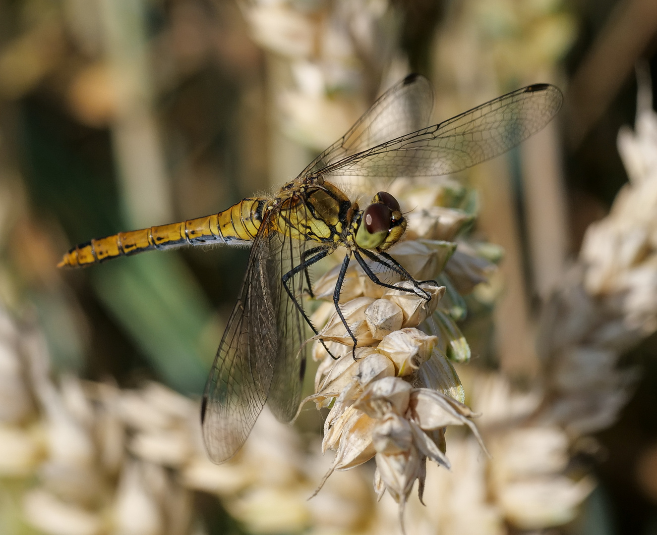 Blutrote Heidelibelle (streiche: Große Heidelibelle)