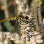 Blutrote Heidelibelle (streiche: Große Heidelibelle)