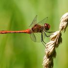 Blutrote Heidelibelle - Studie