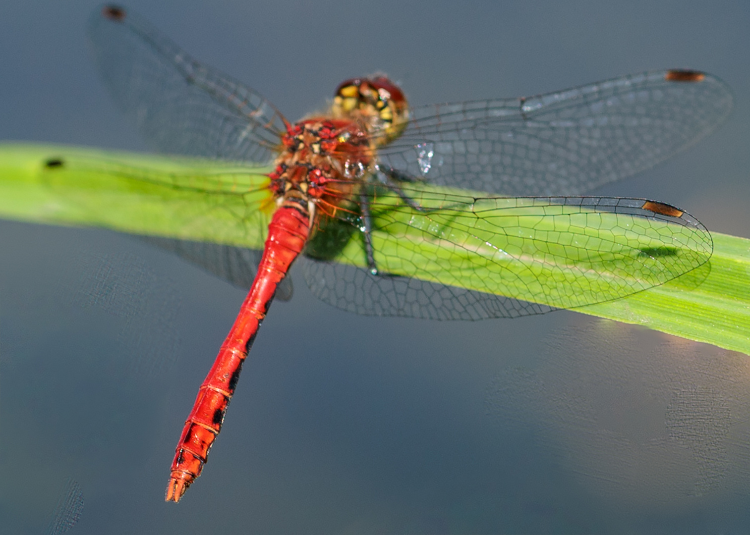 Blutrote Heidelibelle (Sympetrum sanguineum)