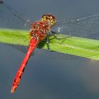 Blutrote Heidelibelle (Sympetrum sanguineum)