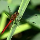 --- Blutrote Heidelibelle (Sympetrum sanguineum) ---