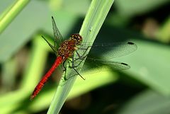 --- Blutrote Heidelibelle (Sympetrum sanguineum) ---