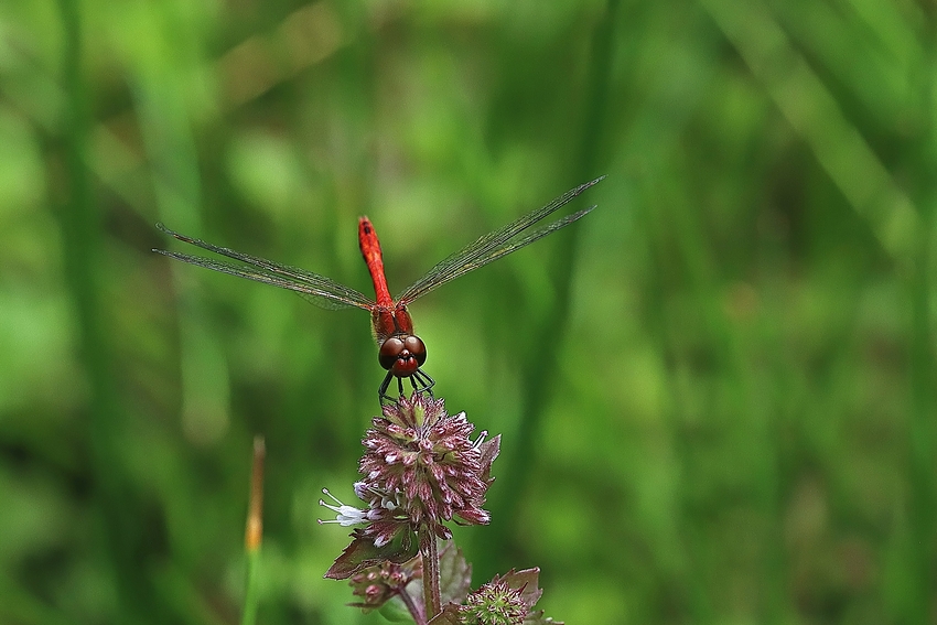 Blutrote Heidelibelle (Sympetrum sanguineum)