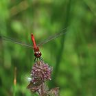 Blutrote Heidelibelle (Sympetrum sanguineum)