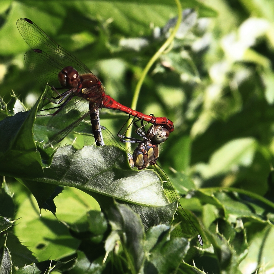 Blutrote Heidelibelle (Sympetrum sanguineum)