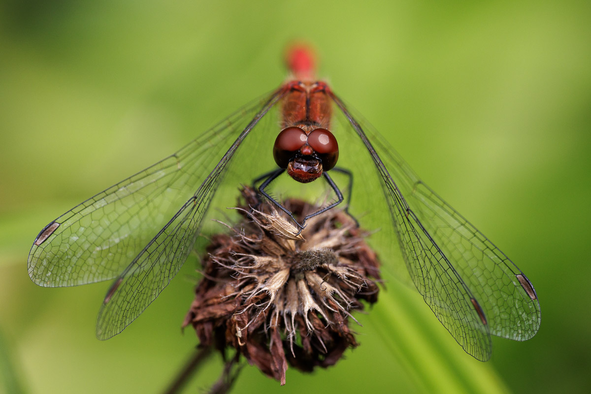 Blutrote Heidelibelle (Sympetrum sanguineum) 