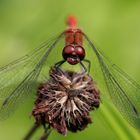 Blutrote Heidelibelle (Sympetrum sanguineum) 