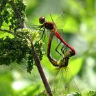 --- Blutrote Heidelibelle (Sympetrum sanguineum) ---