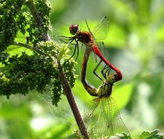 --- Blutrote Heidelibelle (Sympetrum sanguineum) ---