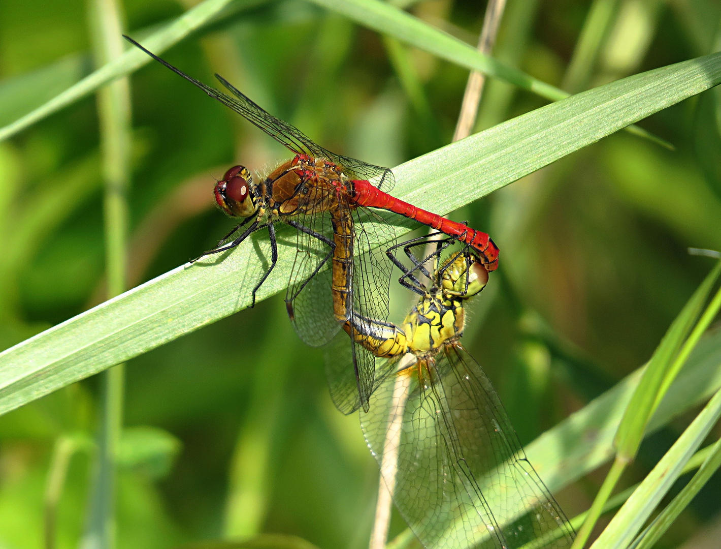 --- Blutrote Heidelibelle (Sympetrum sanguineum) ---