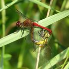 --- Blutrote Heidelibelle (Sympetrum sanguineum) ---