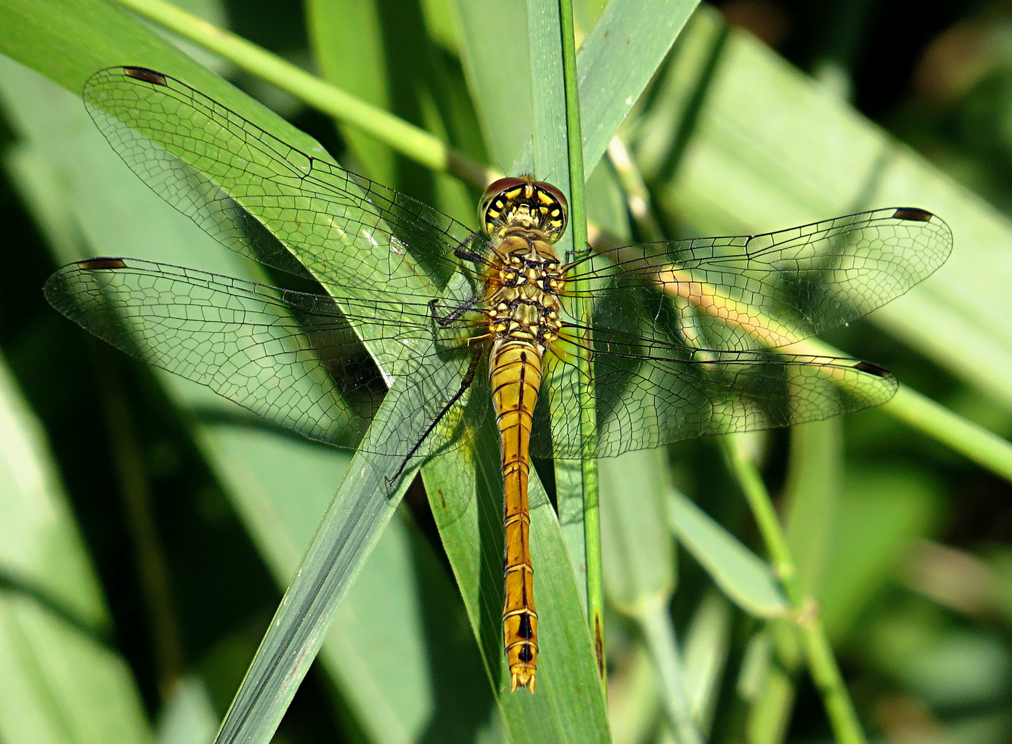 --- Blutrote Heidelibelle (Sympetrum sanguineum) ---